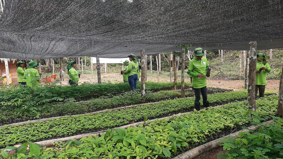 Ambiente_Ant's tweet photo. Con @MinAmbienteCo, @minas_antioquia, @RiaAntioquia y el Resguardo Indígena de Pablo  Muera🤜🤛 avanzamos en la producción de material vegetal para la siembra de  📣1 MILLÓN de árboles🌳🌿🌲 en el Bajo Cauca.

#UnÁrbolPara sembrar VIDA y conciencia ambiental💚
#AntioquiaReverdece https://t.co/9iNsJXM8nz