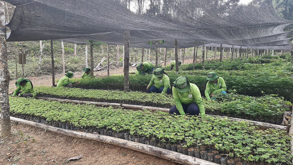 Ambiente_Ant's tweet photo. Con @MinAmbienteCo, @minas_antioquia, @RiaAntioquia y el Resguardo Indígena de Pablo  Muera🤜🤛 avanzamos en la producción de material vegetal para la siembra de  📣1 MILLÓN de árboles🌳🌿🌲 en el Bajo Cauca.

#UnÁrbolPara sembrar VIDA y conciencia ambiental💚
#AntioquiaReverdece https://t.co/9iNsJXM8nz
