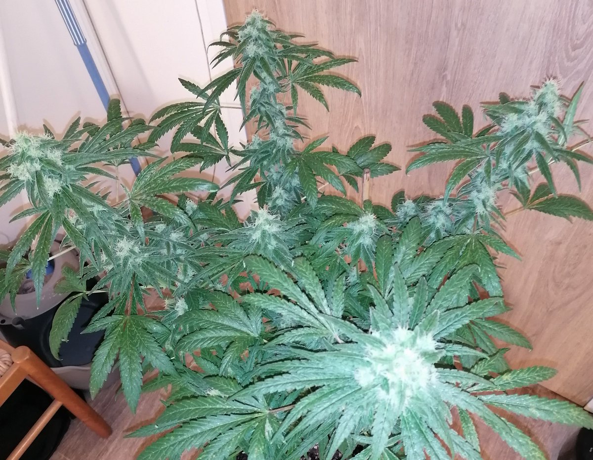 JuleedKush's tweet photo. Une première Amnésia lemon k qui en est à son 46 eme jours de flo sous 600W CMH, @kannabia c'est de la frappe les copains! https://t.co/p11QOsi93L