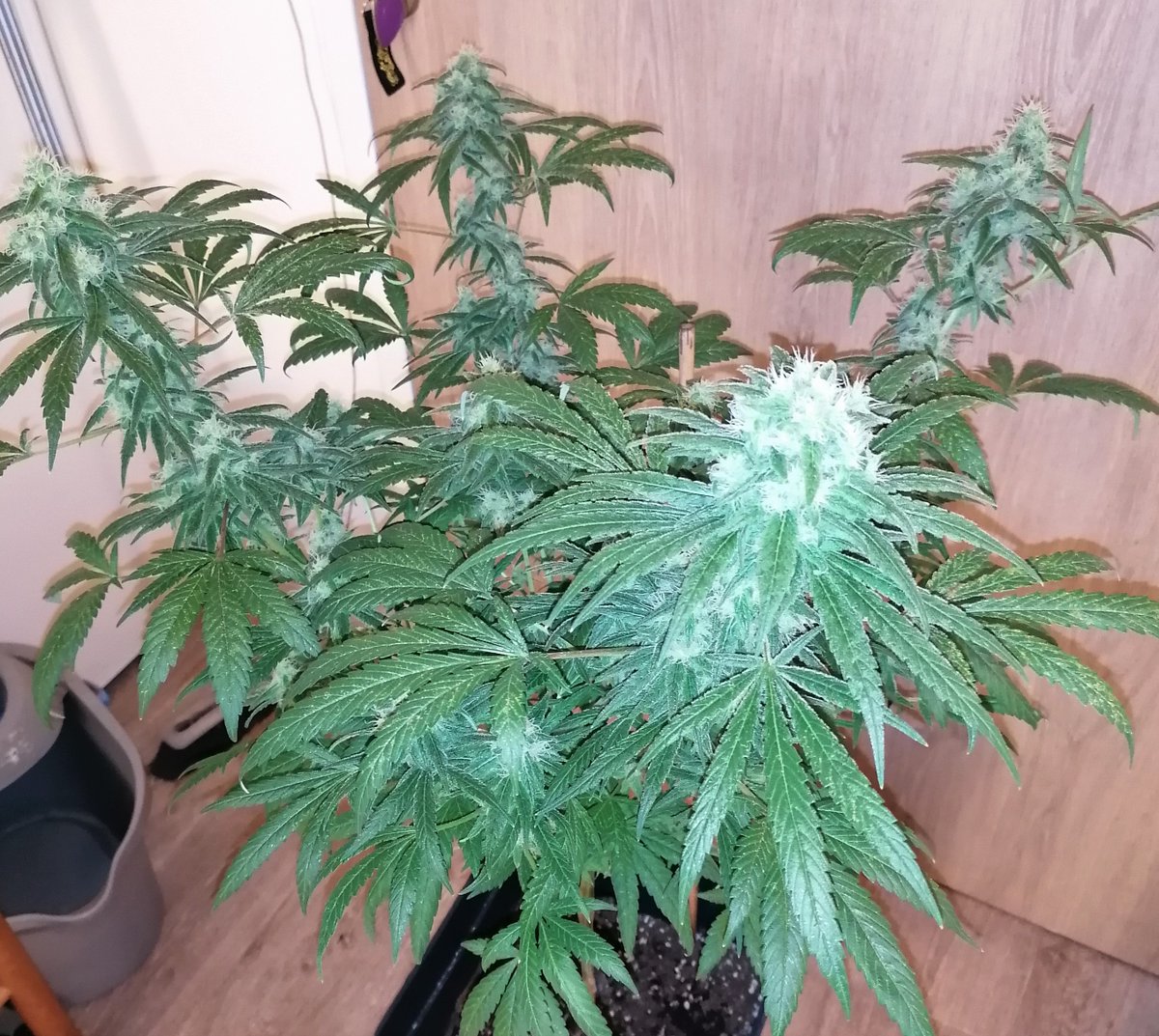 JuleedKush's tweet photo. Une première Amnésia lemon k qui en est à son 46 eme jours de flo sous 600W CMH, @kannabia c'est de la frappe les copains! https://t.co/p11QOsi93L