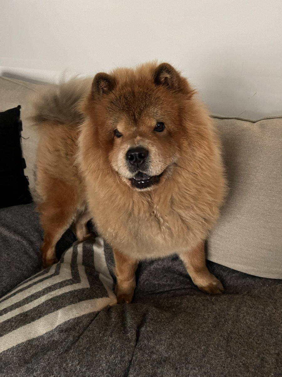 HerchyBoal's tweet photo. Had the pleasure of meeting this Beautiful Chow Chow Dog today during some enquires I was making. Really did cheer me up.. she was so affectionate towards me gave me lots of cuddles! Look at that smile! ☺️❤️ @RSPCA_official @JaneFallon #MuchNeededTherapy https://t.co/9Umlts6XmR