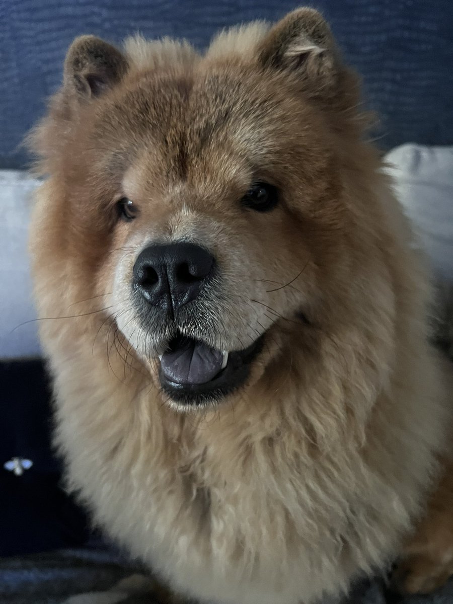 HerchyBoal's tweet photo. Had the pleasure of meeting this Beautiful Chow Chow Dog today during some enquires I was making. Really did cheer me up.. she was so affectionate towards me gave me lots of cuddles! Look at that smile! ☺️❤️ @RSPCA_official @JaneFallon #MuchNeededTherapy https://t.co/9Umlts6XmR