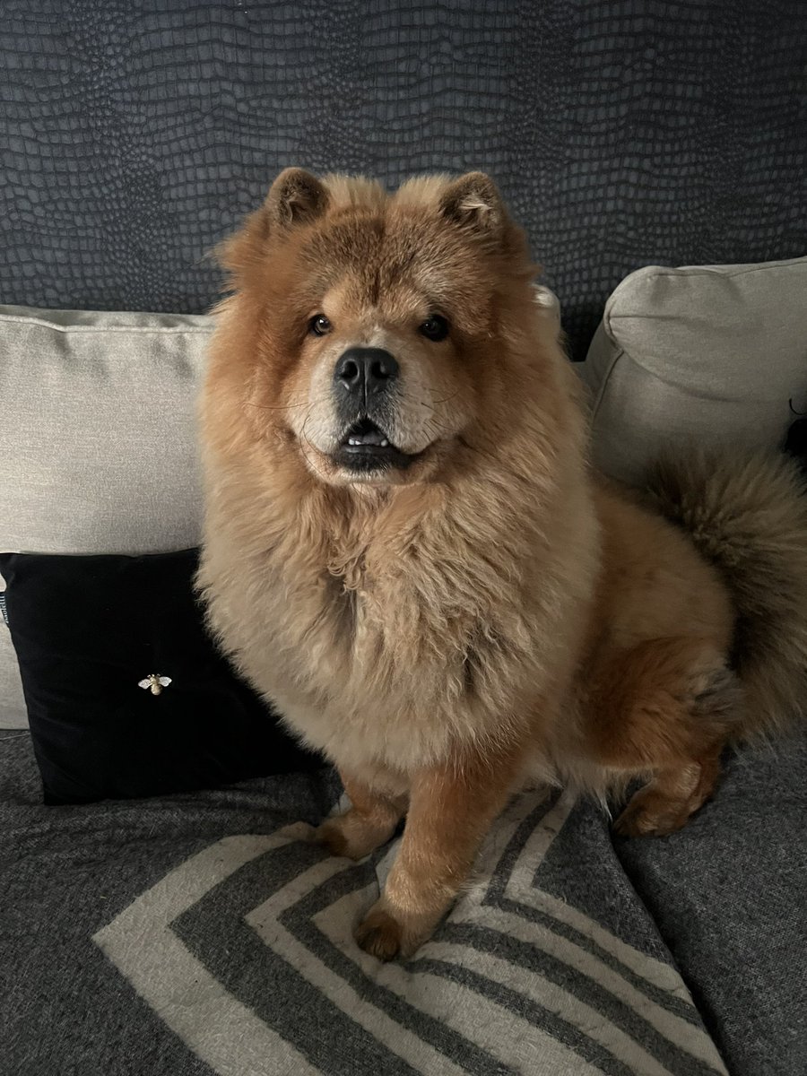 HerchyBoal's tweet photo. Had the pleasure of meeting this Beautiful Chow Chow Dog today during some enquires I was making. Really did cheer me up.. she was so affectionate towards me gave me lots of cuddles! Look at that smile! ☺️❤️ @RSPCA_official @JaneFallon #MuchNeededTherapy https://t.co/9Umlts6XmR