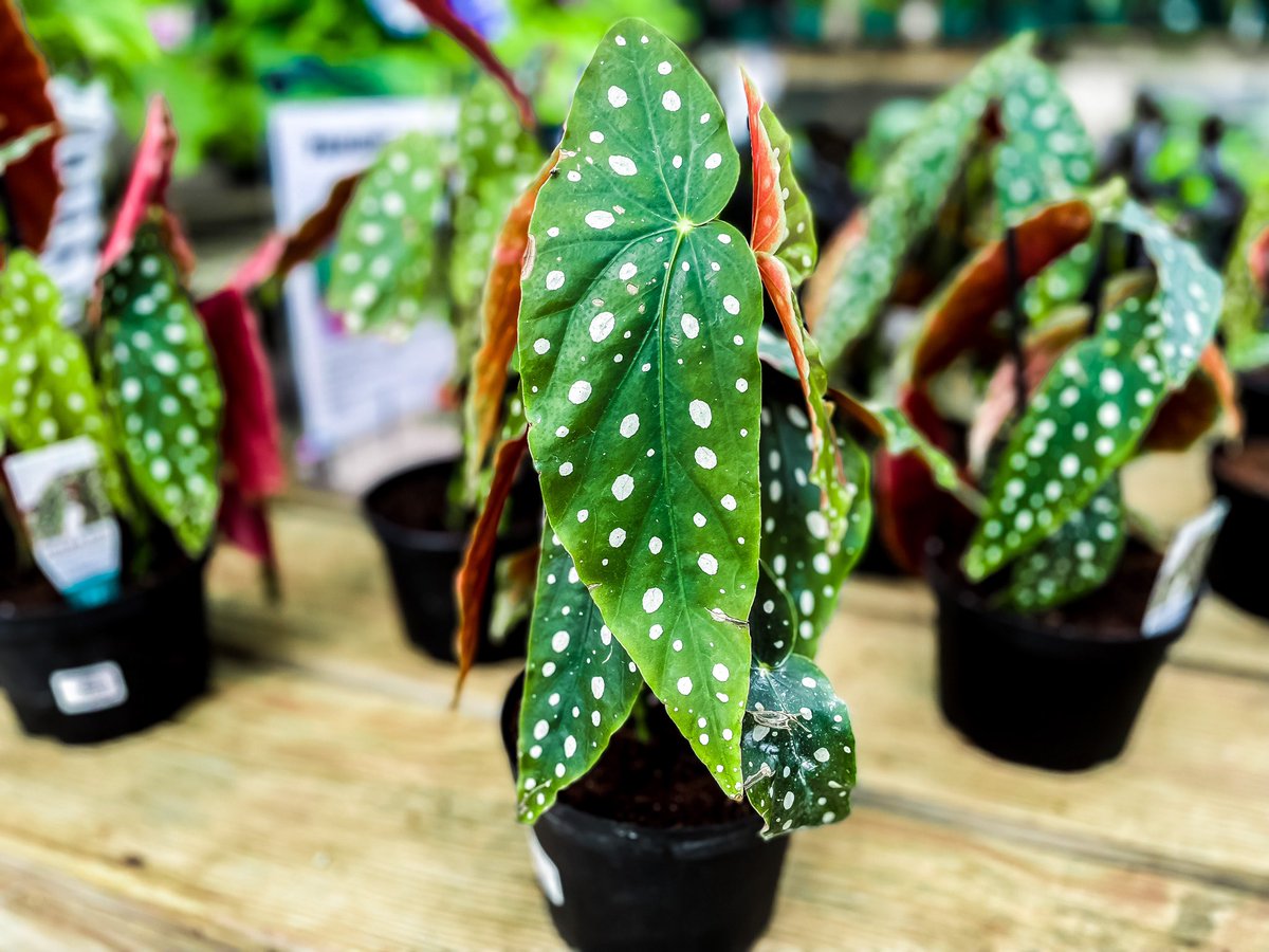 I kept seeing these on #plantwitter and I finally bought one! Any plant🪴care tips? 🤷🏽‍♂️

#PolkaDotBegonia #houseplants #plantcare #angelwingbegonia #plantlife
