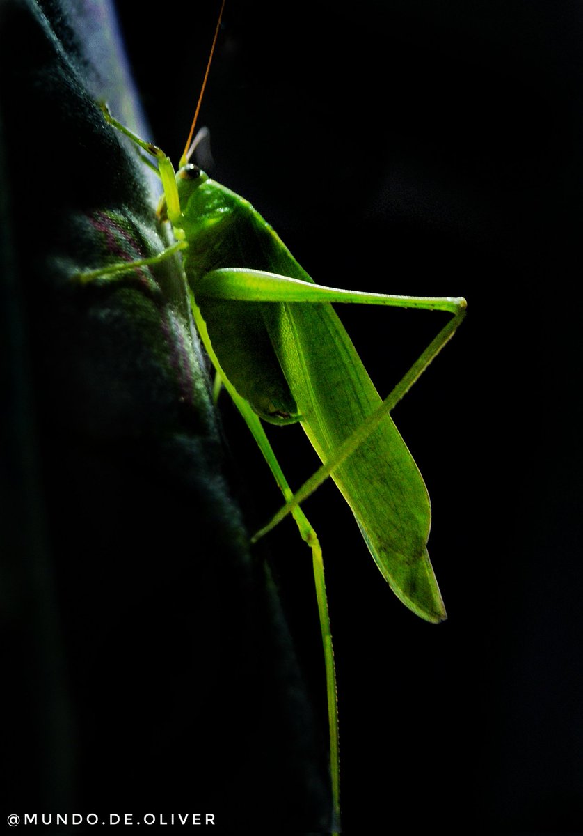 leolto's tweet photo. As esperanças pertencem à ordem Orthoptera e família Tettigoniidae.
Estes insetos produzem som, e são ouvidas geralmente à noite.
O som produzido pelas esperanças difere da dos grilos pois parece um som estridente e não musical.
Já o canto dos grilos é musical. https://t.co/unzyptplQ3