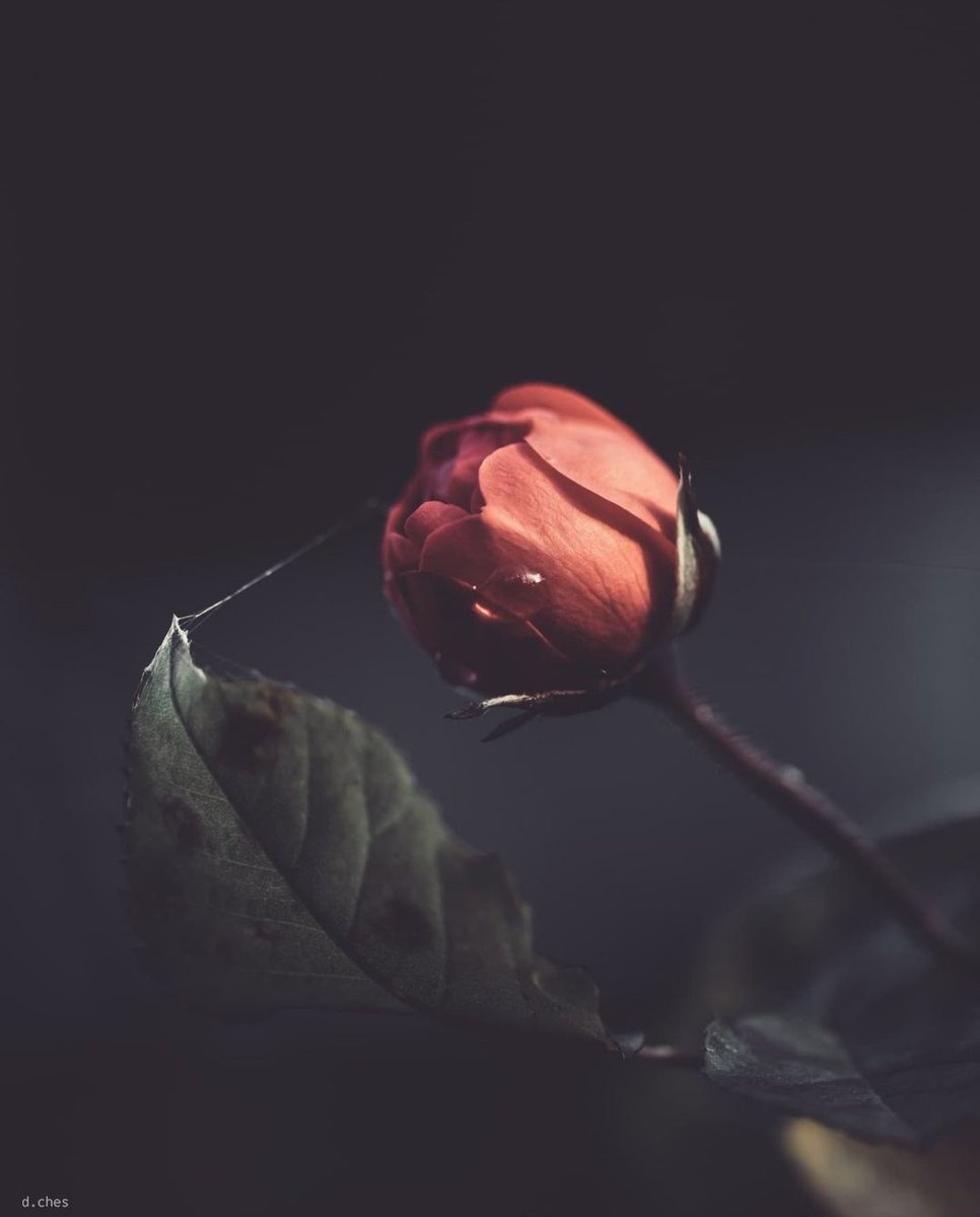 BiedmaSophia's tweet photo. #Daniela IG: @_d.ches #photography #1macroshot #m3xtures #flowers #nature #photographylovers #somber_macro #ArteYArt #artofvisuals #thecreativers
"Little flower—but if I could understand what you are, root and all, all in all, I should know what God and man is." #AlfredTennyson https://t.co/i8ONBH5ta8