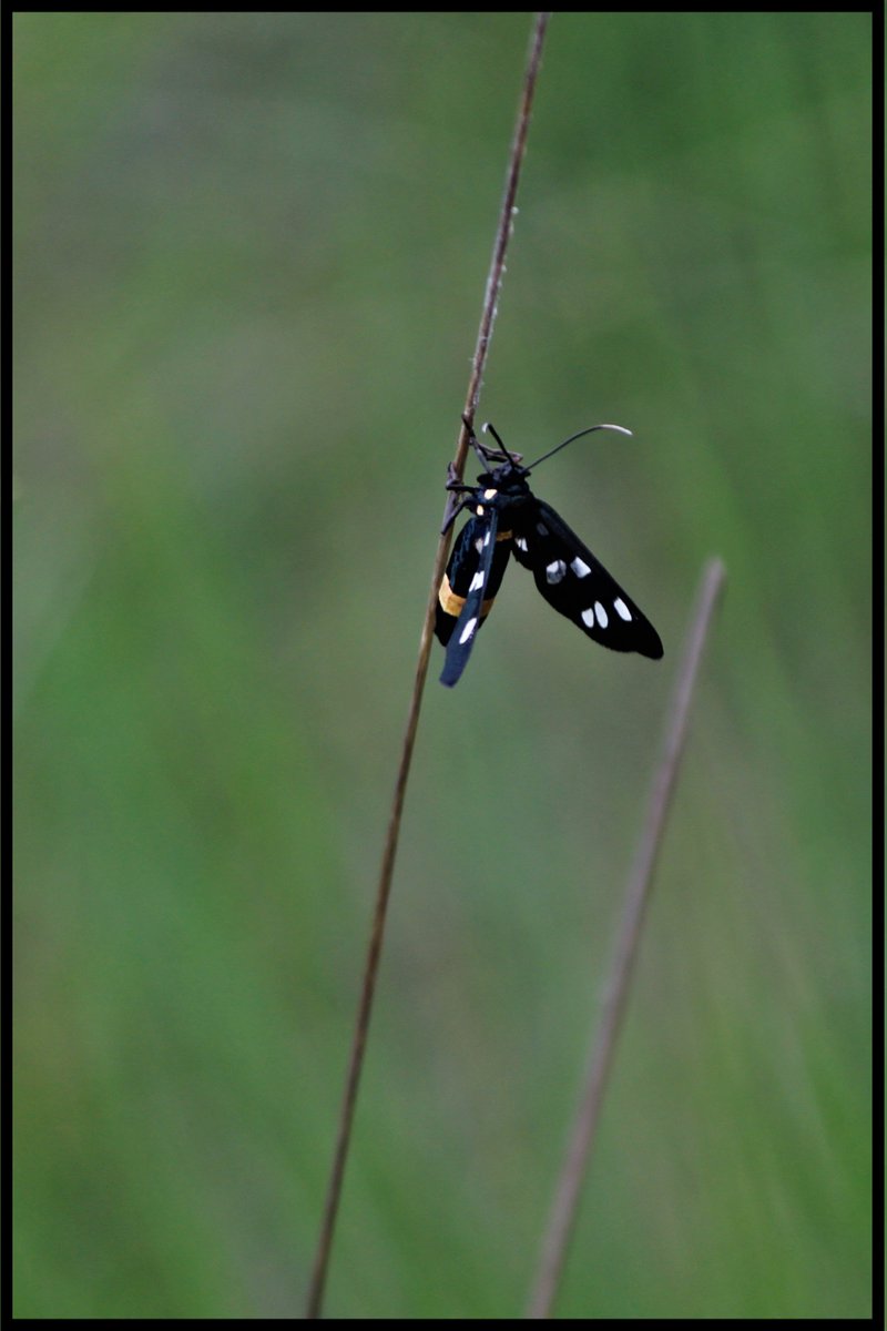 AMulukom's tweet photo. #kleurindenatuur #zwart 
@ChrRoland 
phegeavlinder https://t.co/9MsCV9dcJj