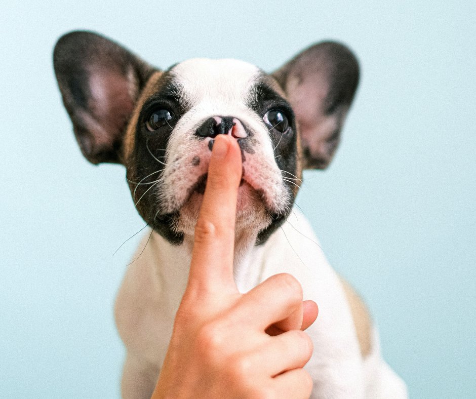 TurfEnvyUSA's tweet photo. You are not alone! We hold hands with homeowners all of the time. Fido, please donโt tell my wife! #TurfEnvyUSA #HereForYou #TurfProjects https://t.co/E4xIWLFqRB