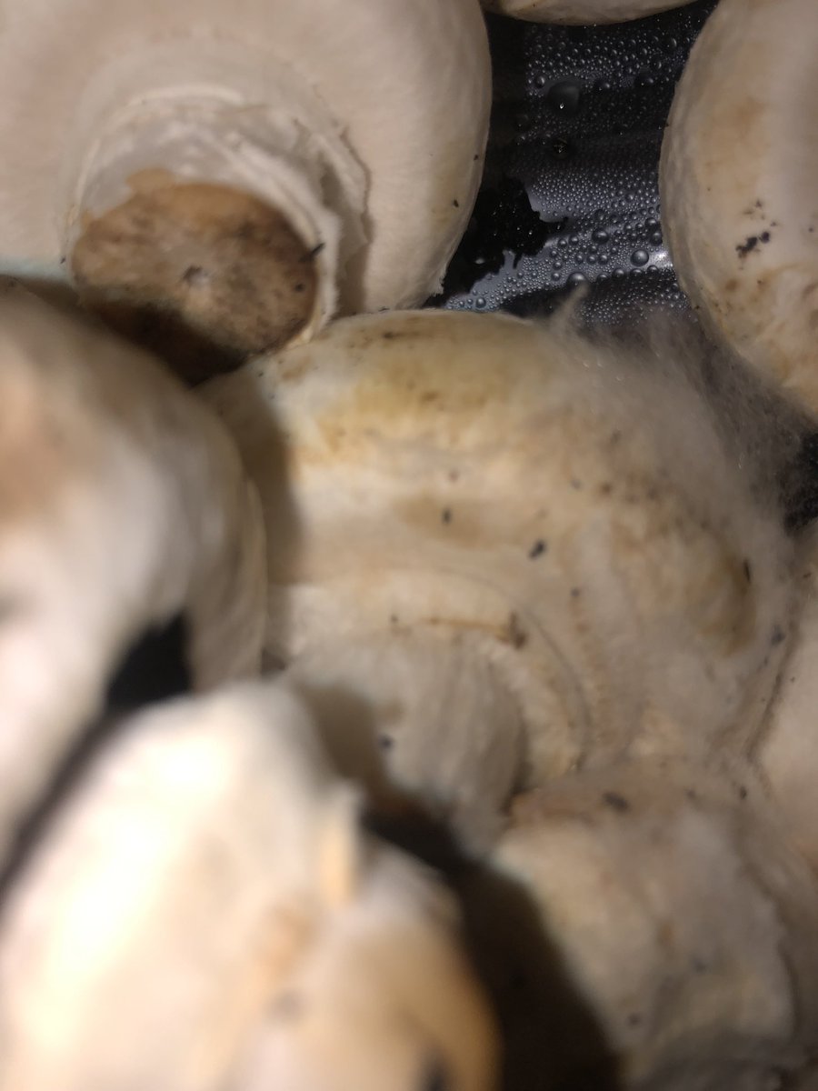 Ruby56559308's tweet photo. @LidlGB nice hairy mushrooms🤮! And there still meant to be in date … thanks Lidl😩 https://t.co/3CRcDcfgvY