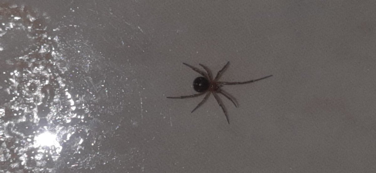 imdano's tweet photo. @Arachno_Cosas hola buenas tardes, me podrías ayudar a identificar esta especie y si es de preocupación, la encontraron debajo de la cama entre la madera.
¡Gracias! https://t.co/m3lNgH5LH9