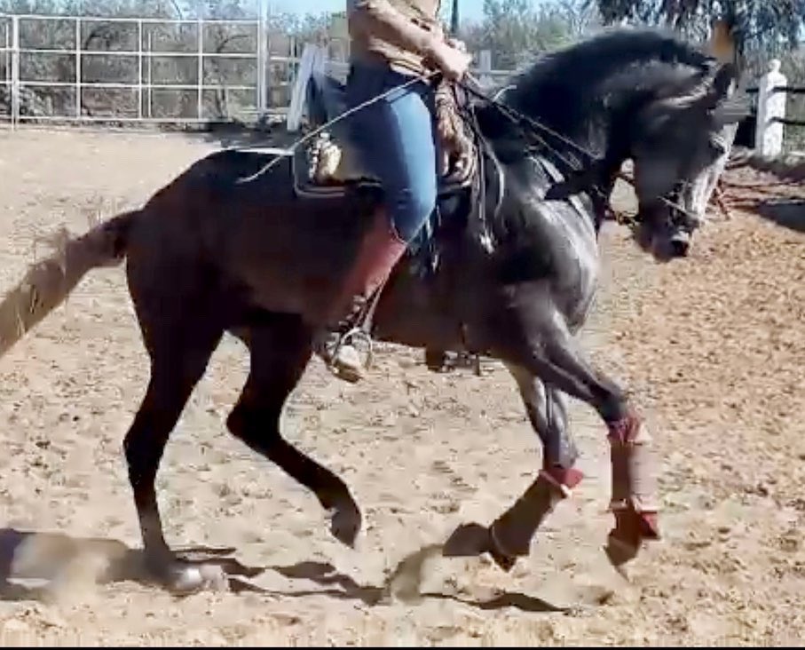 Intentando buscar funcionalidad y montabilidad en nuestros productos domamos nuestras potras. En esta ocasión es Chicuela FLCH yegua de 5 años.
#Pre #Funcionalidad #domavaquera #dressage #dressagehorse #equitaciondetrabajo  #ganaderiafernandolopezcharro 🇪🇸