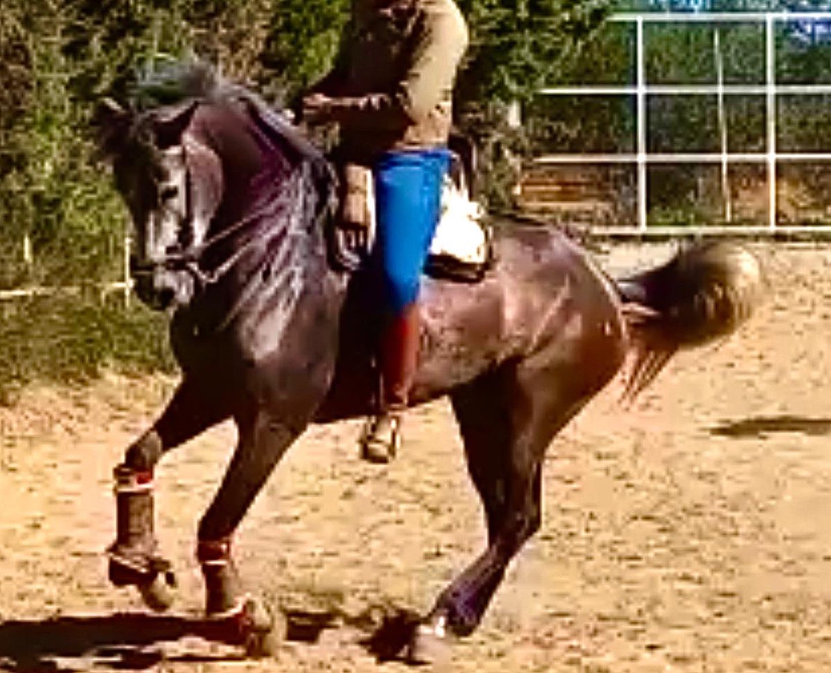 GanaderiaFlch's tweet photo. Intentando buscar funcionalidad y montabilidad en nuestros productos domamos nuestras potras. En esta ocasión es Chicuela FLCH yegua de 5 años.
#Pre #Funcionalidad #domavaquera #dressage #dressagehorse #equitaciondetrabajo  #ganaderiafernandolopezcharro 🇪🇸 https://t.co/9avtuC4D5M