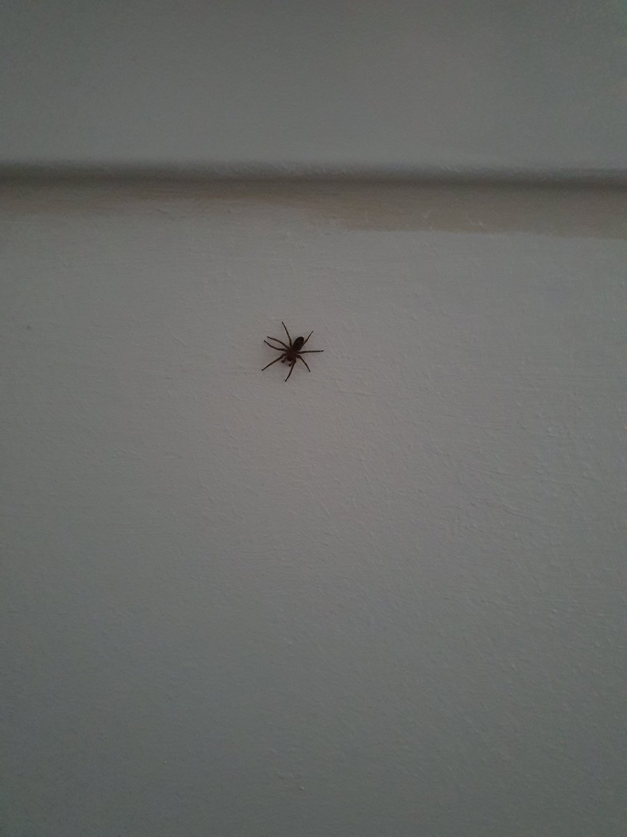 This morning, what you looking at Tobes?
Poor spider didn't stand a chance.