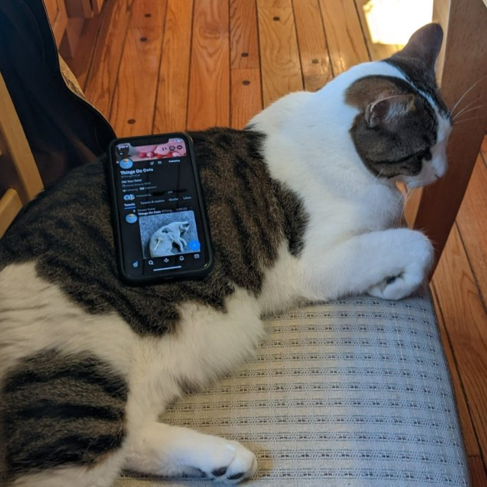 ShowYourCat's tweet photo. https://t.co/NXgbzFst1Y