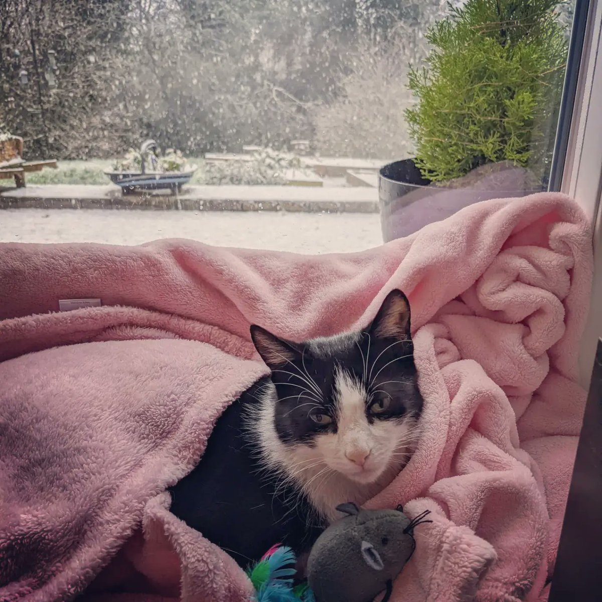 Byddi's tweet photo. Riding out the #storms wrapped up in a #blankey with favourite #cuddlytoy
#stormyweather #tuxedocat #notmycat #kittylove #catsnaps https://t.co/BdUtGRTlgd
