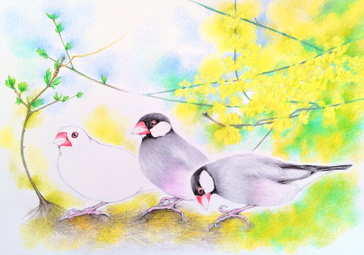 色鉛筆画、完成しました💞💞 蝋梅と文鳥達🪷🪷🪷🐦💕 君の上にも確かに