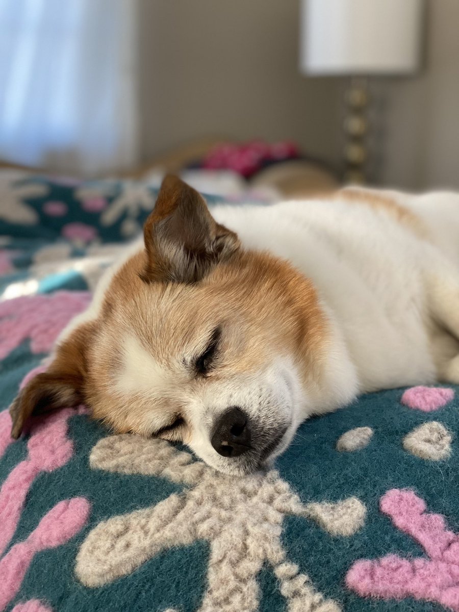 hsutiffany's tweet photo. @RampUp I’ll be in SF but here’s my WFH pup anyway :) Can’t wait to see the RampPups IRL! https://t.co/oofxlsTUtx