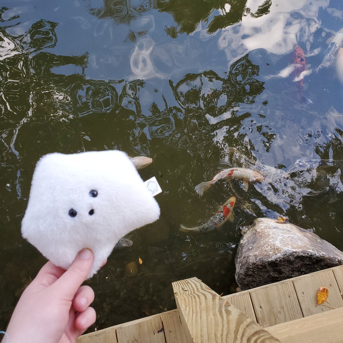 sucklet7's tweet photo. please do not drop me.
#sucklet #fishlet #lakelet https://t.co/ZWG0XHTdF9