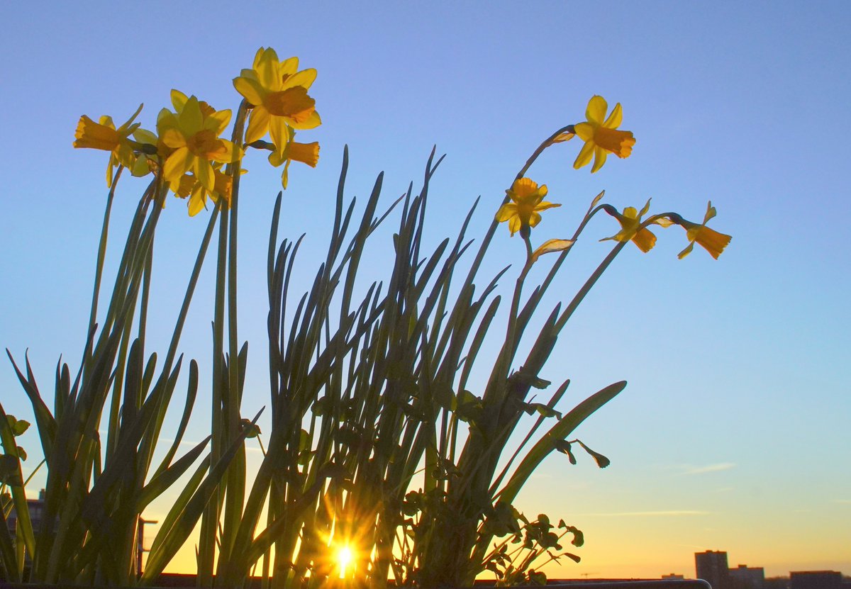 #Spring is in the air !!
#narcissen #Lente #Sunset 23-2 22 #Leeuwarden 
<a href="/WNLVandaag/">WNL Vandaag</a>  #GoedemorgenNederland