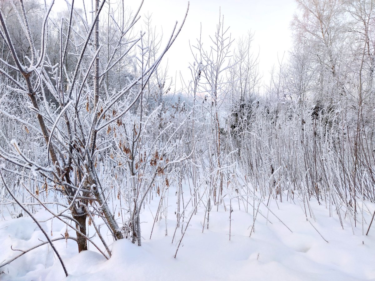 inkinsideme's tweet photo. 29.12.21
small forest park near the Moscow district where I live.
I used to run there every day in the summer 2019. but since the beginning of the pandemic, sports have taken a back seat. which I'm very sorry about https://t.co/ncgMUGSbbO