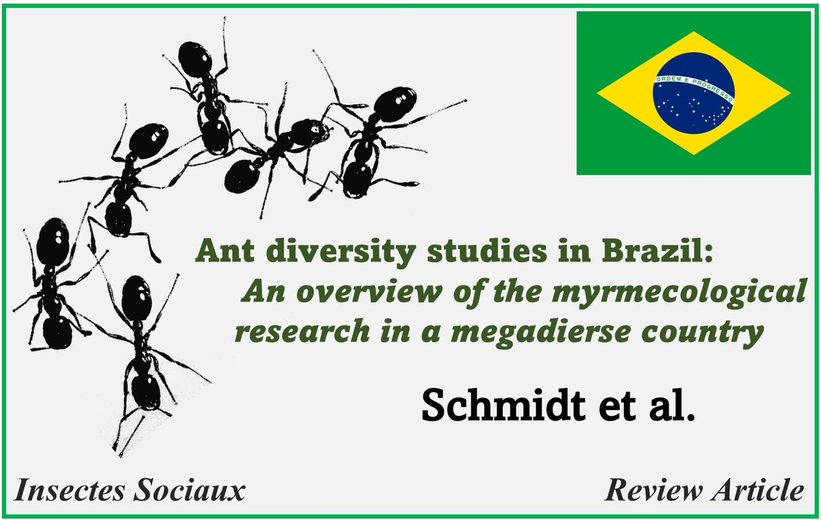 InsSociaux's tweet photo. New Review out in Insectes Sociaux: Fernando Schmidt and colleagues compiled a comprehensive #database on 468 #ant #diversity papers carried out in the Brazilian territory.
Read the Review Article here: https://t.co/30IIGDjPjN
#Brazil #research #scicomm https://t.co/sW8tSb9R8v