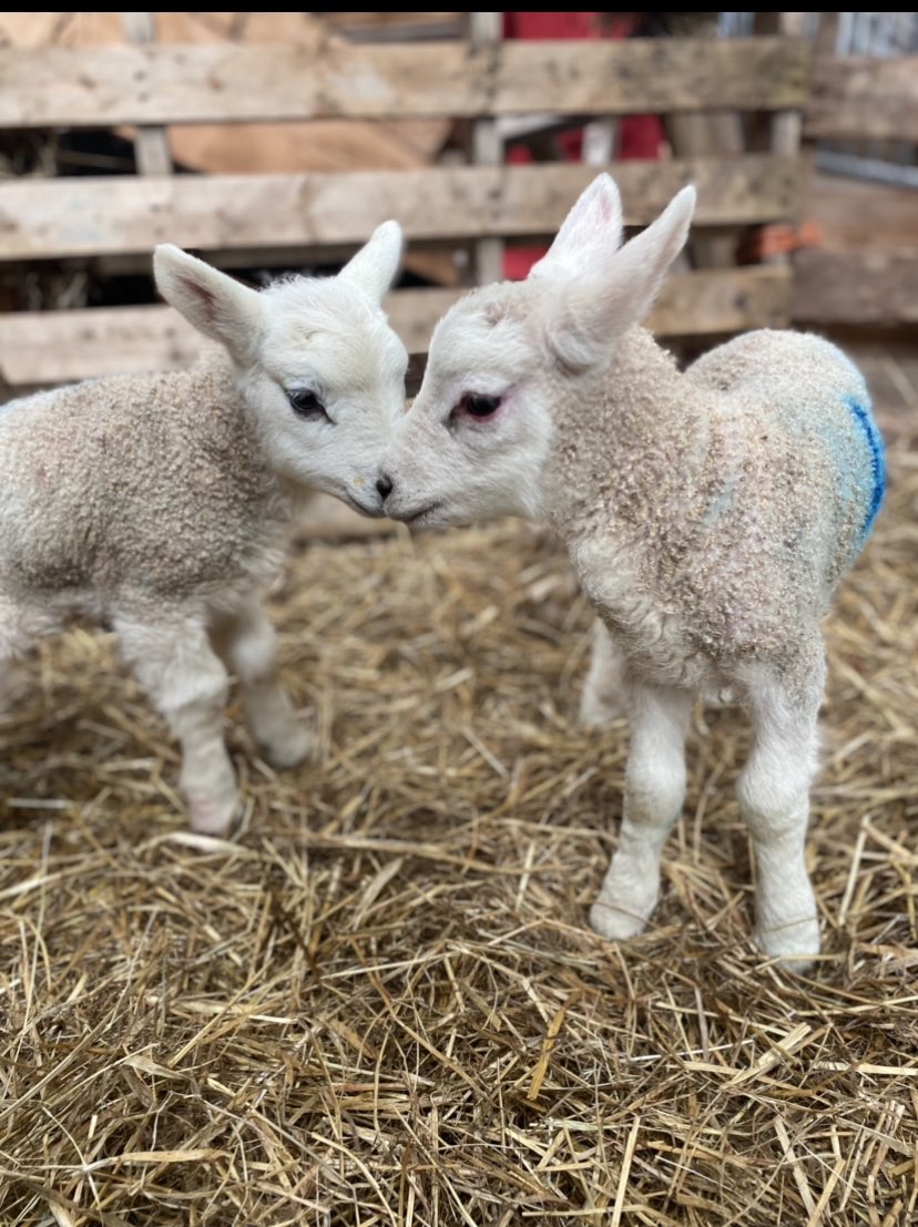 Cantref's tweet photo. Welcome to the world you pair of little cuties! ๐
Lots of new arrivals coming every day in the lambing barn at Cantref.
#lambing #februaryhalfterm #visitafarm #daysoutwithkids #famildaysout #breconbeacons https://t.co/TcaxplojqU