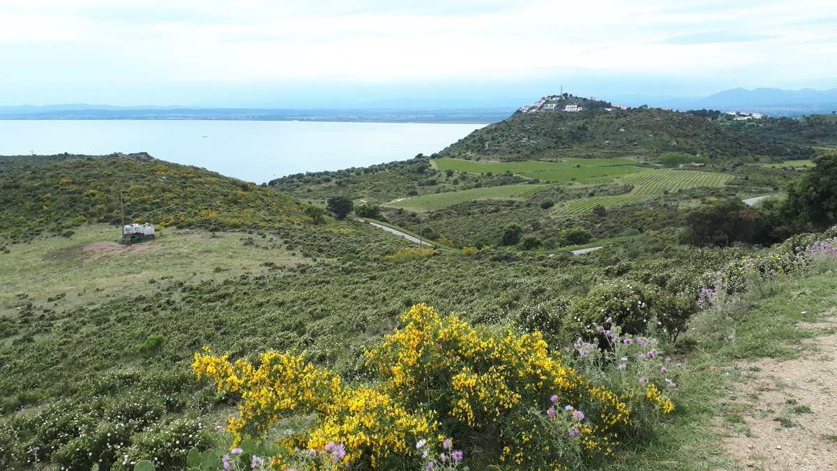 CelticTorc's tweet photo. ...i on les grans extensions de brolles d'estepes responen perfectament als efectes dels incendis, amb les quals segurament no es trigarà pas gaire a recuperar l'especial fisonomia característica d'aquesta zona. #IFRoses #PNCapdeCreus https://t.co/SWezV5RkCh