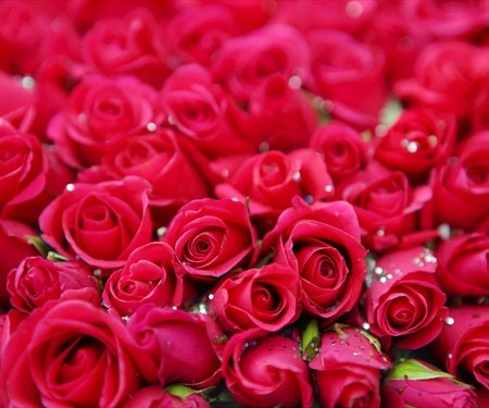 Smelling rose oil for extended periods stimulates the "anti-anxiety effect."  It emits feelings of joy, well-being, and contentment and helps regulate mood, anxiety, eating disorders, and trouble sleeping. #anxiety #mood  #Happiness