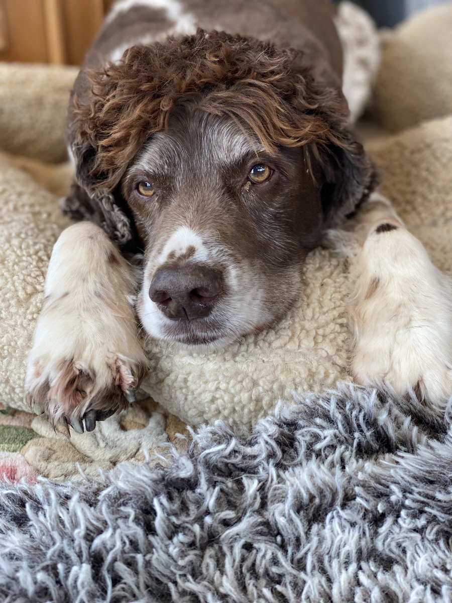 SpanielsSuper's tweet photo. @VBarber11 Unfortunately he’s not. We have just returned from the vet for the second time in 24 hours. He’s not eating or drinking & had only had a wee at 6.00am - just one in 24 hours. Bloods are ok, so he’s had several jabs including a slow release pain one & a steroid #PoorSnoopy #Droopy https://t.co/g6bpRrgbMy
