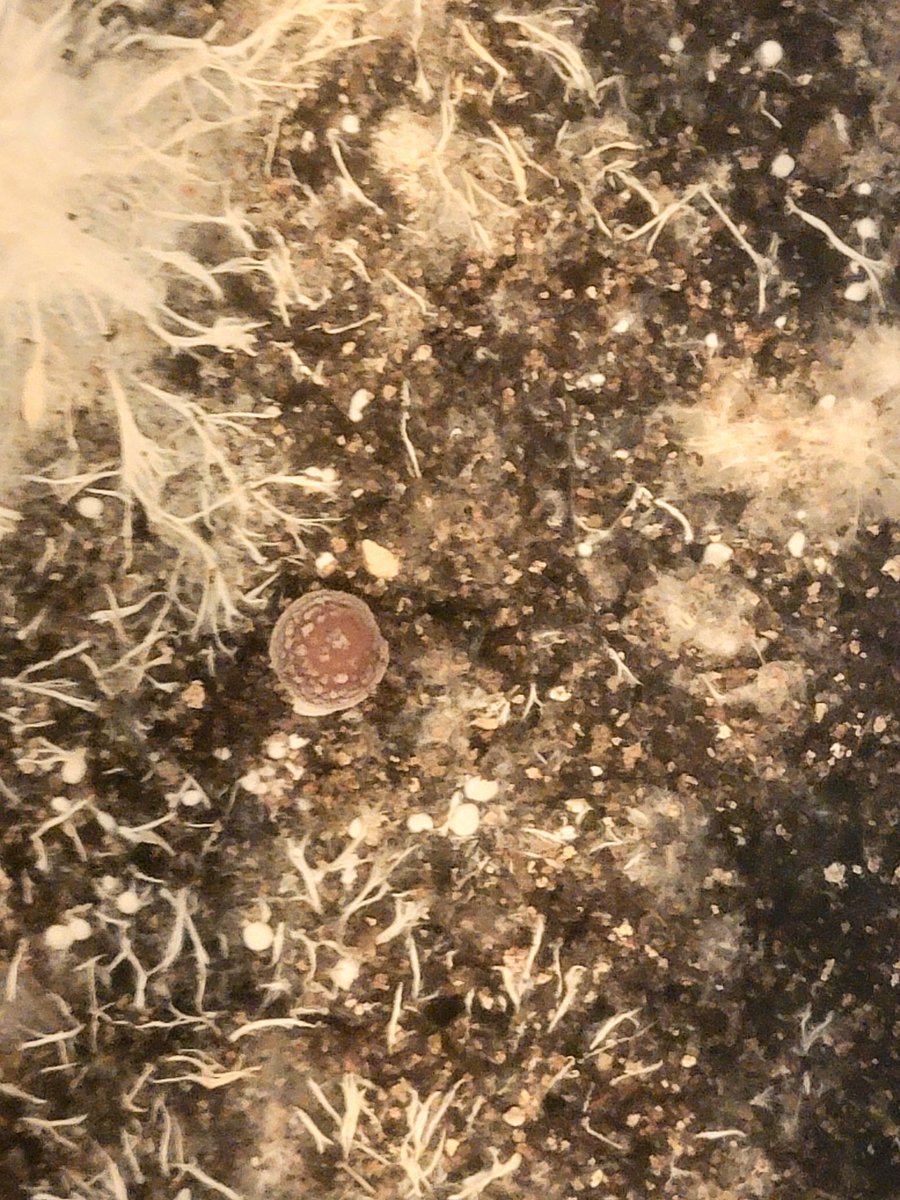 First little mushroom 🍄 #mycology