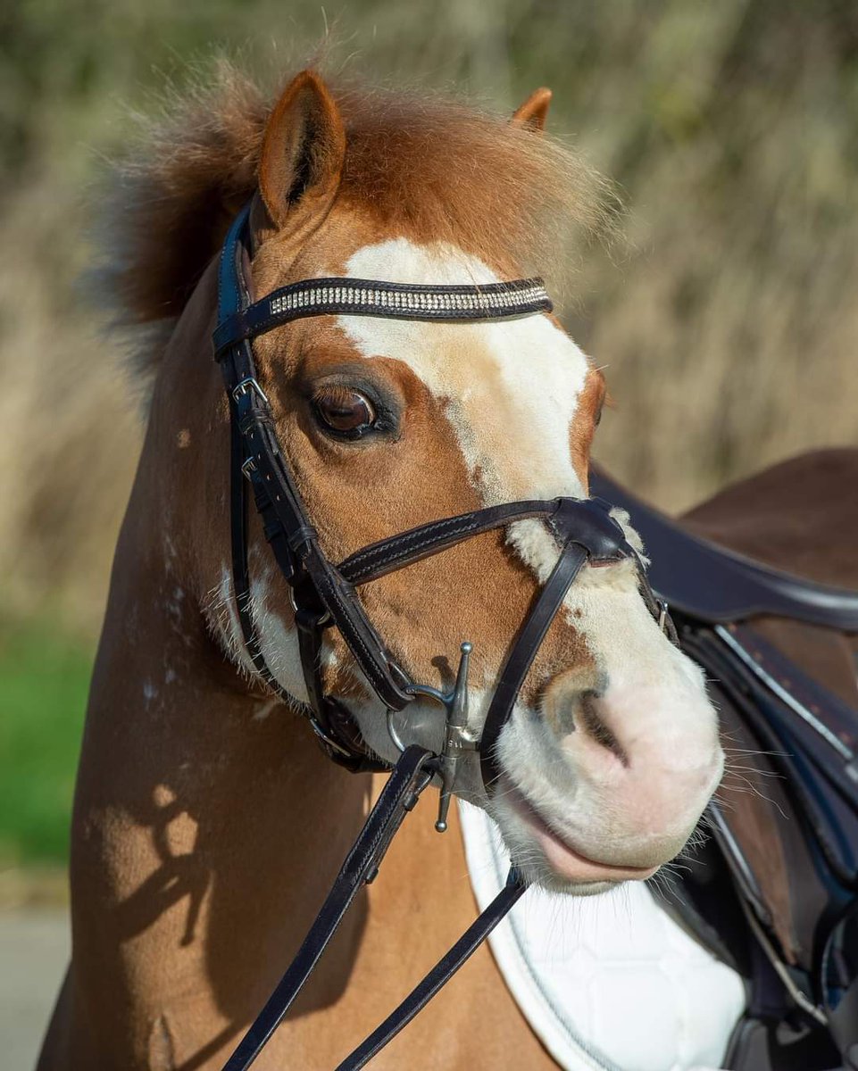 HarnessThree's tweet photo. Thank you  @HoyEventing for this lovely picture of Verity in her grackle bridle.          #qest #handmade #bespokebridle #saddlery https://t.co/h0224misPL