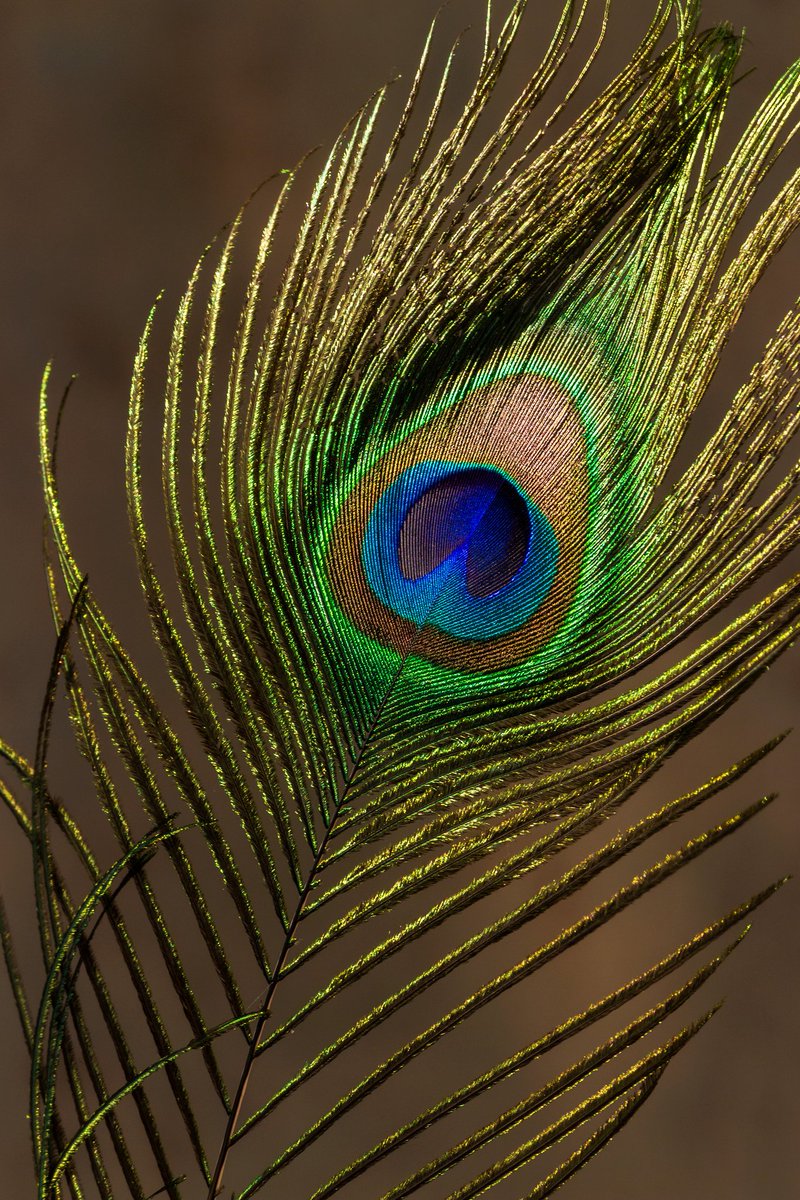 A peacock  feather shining on sunlight
.
#nftart #NFTartist #NFTCommumity #OpenSeaNFT #opensea #nftphotography
#nftphotographer.
https://t.co/BFMUrvLGvd https://t.co/M3owXX5L3d