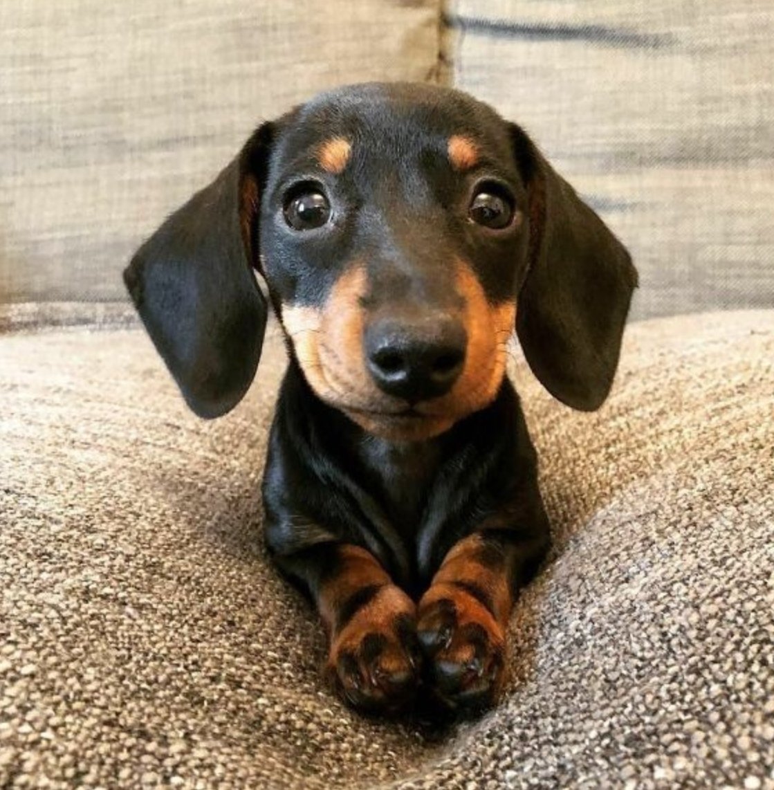 Nini_MacBright's tweet photo. - Papa, Maman, j’ai bien réfléchi depuis quelques semaines et j’ai pris ma décision. Voilà. J’ai décidé de voter Pécresse https://t.co/PCtkqwmwWE