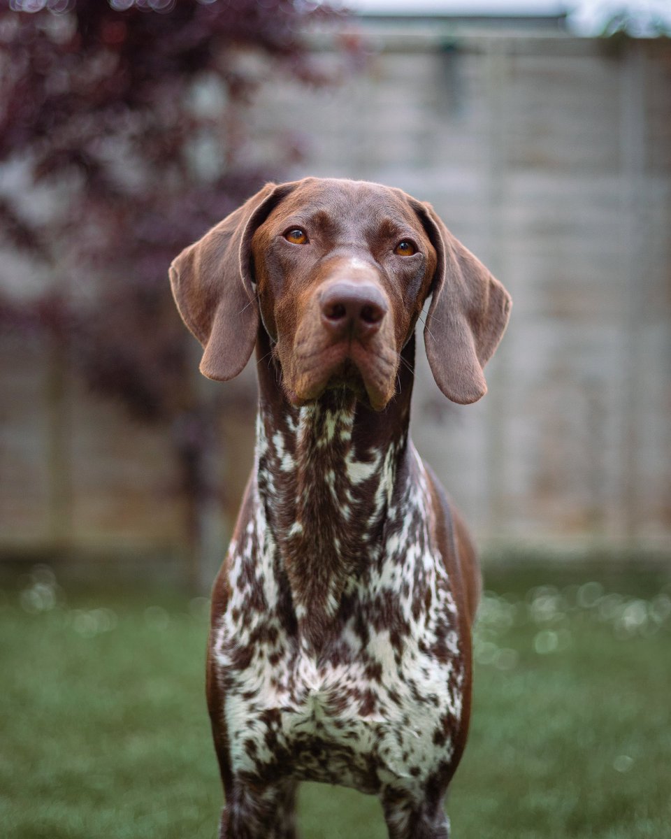 Joining the Twitter train! Thanks <a href="/polka_dot_loki/">Loki The Dalmatian</a> ❤️