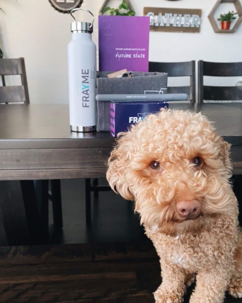 mykickstandca's tweet photo. Our furry co-workers are ready to learn about the future of #youthmentalhealth &amp; #substanceuse system transformation at #Frayme2022’s national #LearningInstitute! 

We can’t wait to see everyone’s paw-sentations! 🐾📝👏 @Frayme_Cadre https://t.co/PsljuifH1x