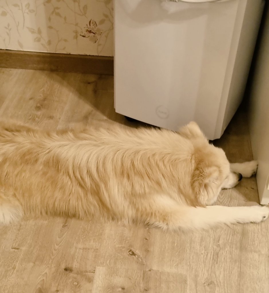 MyloThepomsky's tweet photo. @JohnRush32 He snoozing too 😅❤🐶 https://t.co/sfnueHg3he