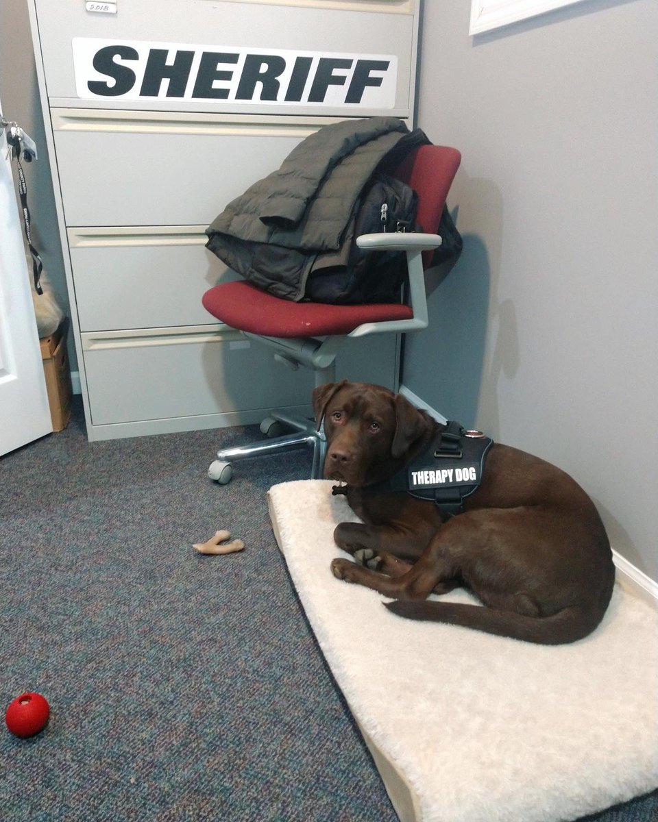 Today I visited where I learned to be a therapy dog! Thanks for bringing me to work you with you Auntie Julie 🥰 I loved seeing all of my friends at the Oakland County Sheriff’s office!

<a href="/WlcsdD/">WLCSD Therapy Dogs</a> <a href="/OakGov/">Oakland County</a> <a href="/oaklandsheriff/">Oakland County Sheriff’s Office</a>