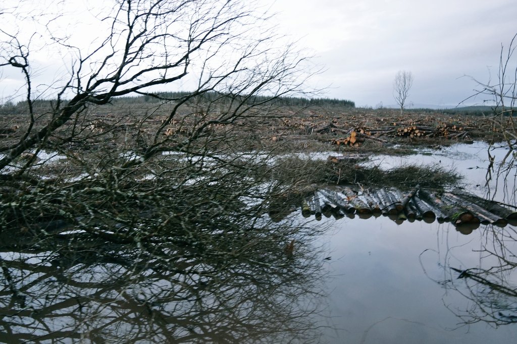SaveLeitrim's tweet photo. We believe that this is water pollution from clearfell operations continuing in bad weather and without mitigation measures. Profit driven extractive activities damaging our water & soils in #Leitrim @pippa_hackett @Northwestgreen1 @agriculture_ie @greenparty_ie @EUEnvironment https://t.co/kxirDUUPwV