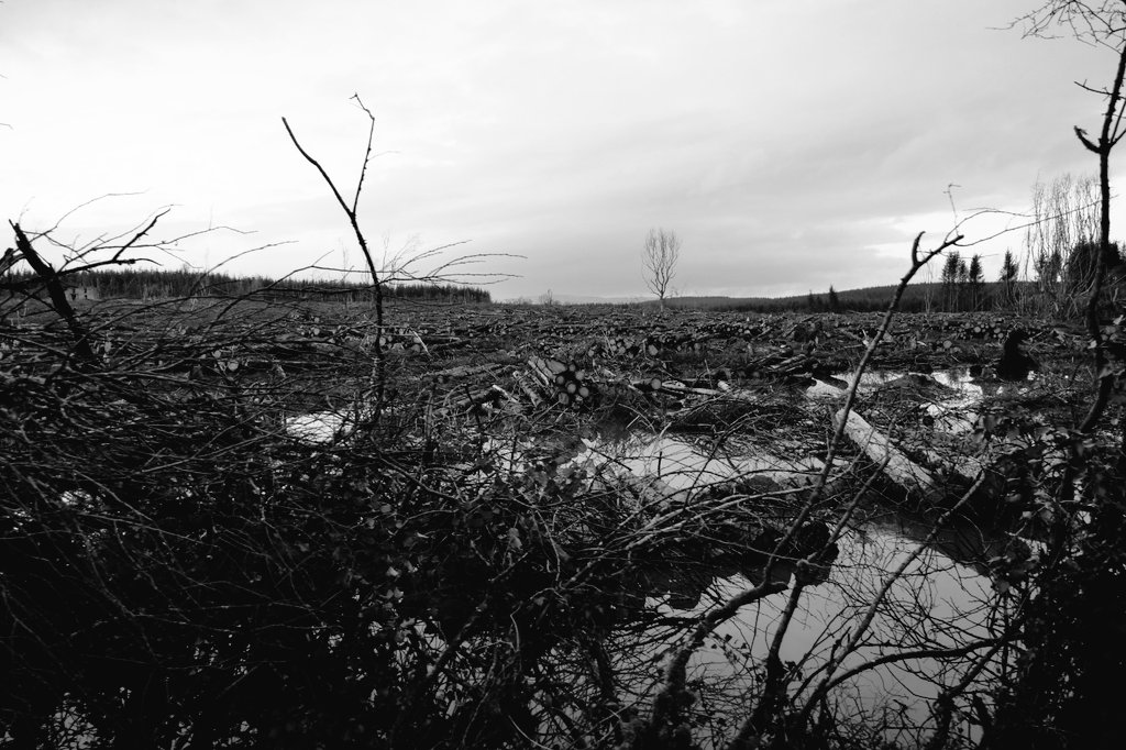SaveLeitrim's tweet photo. We believe that this is water pollution from clearfell operations continuing in bad weather and without mitigation measures. Profit driven extractive activities damaging our water & soils in #Leitrim @pippa_hackett @Northwestgreen1 @agriculture_ie @greenparty_ie @EUEnvironment https://t.co/kxirDUUPwV