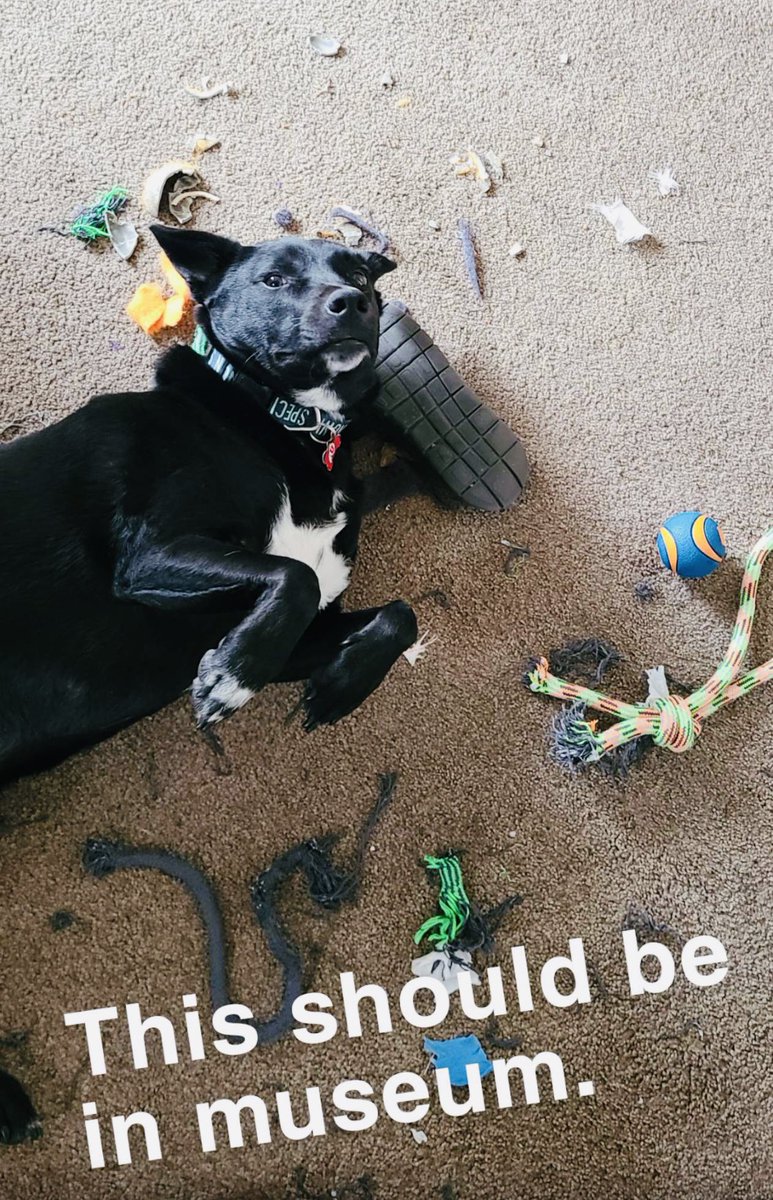 AngeliqueMGR's tweet photo. Mi hijo… #BenjiTheDog https://t.co/STIcw3Z34o
