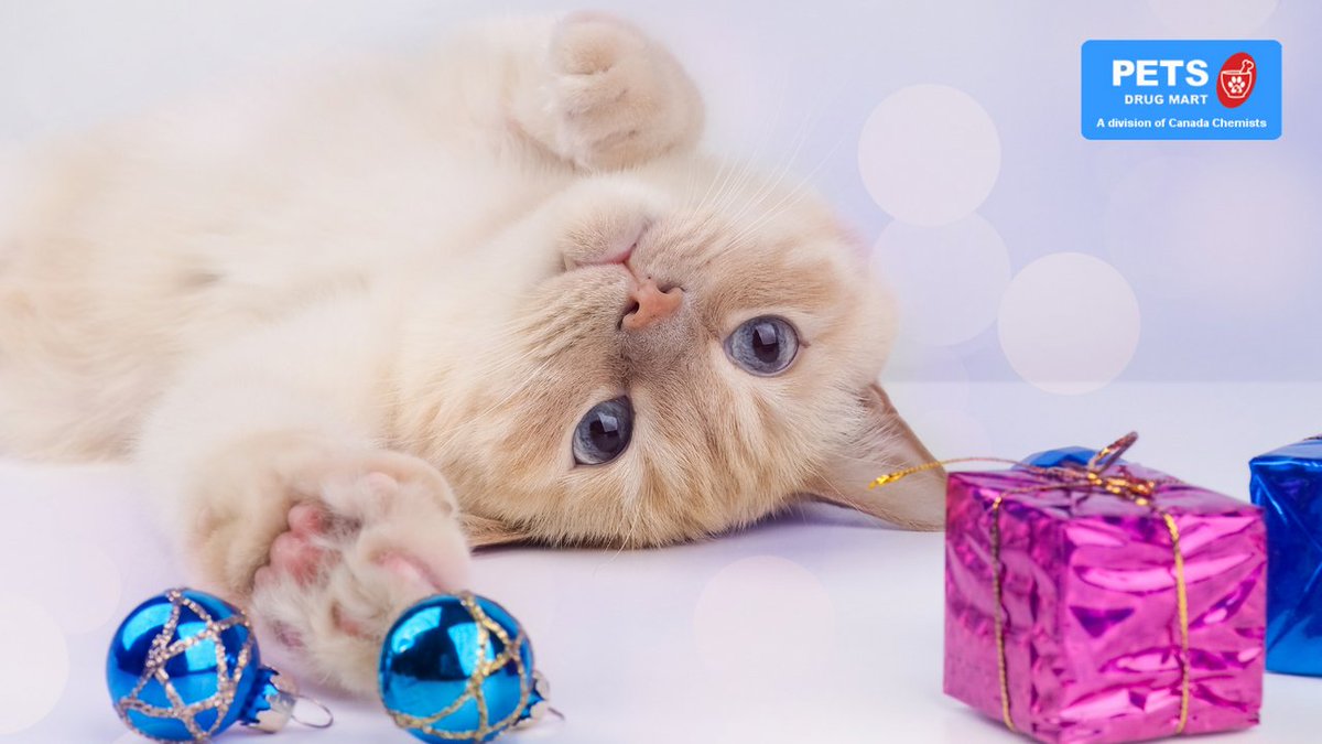 Giving pets toys and gifts can keep them happy and engaged. 🎁 🐾 
 
Read more on how gifts to keep your pets healthy and happy: bit.ly/3qwGBKp 

#PetsDrugMart #PDM