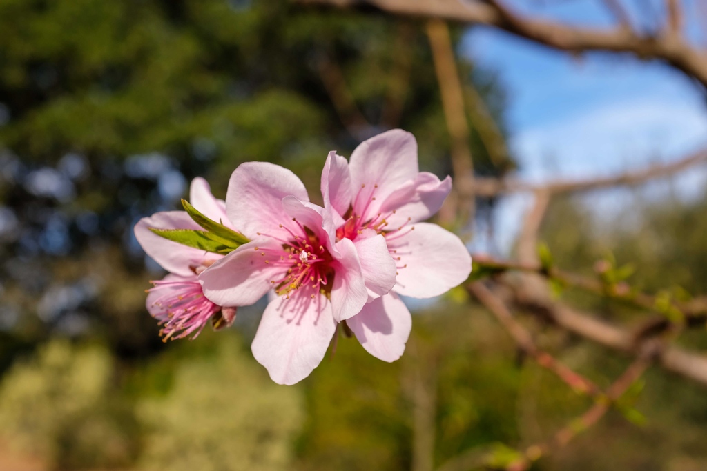 This pretty pink peach blossom reminds us winter is not here to stay. It reminds us that soon we'll be reaping the fruits of its labor in warmer weather.