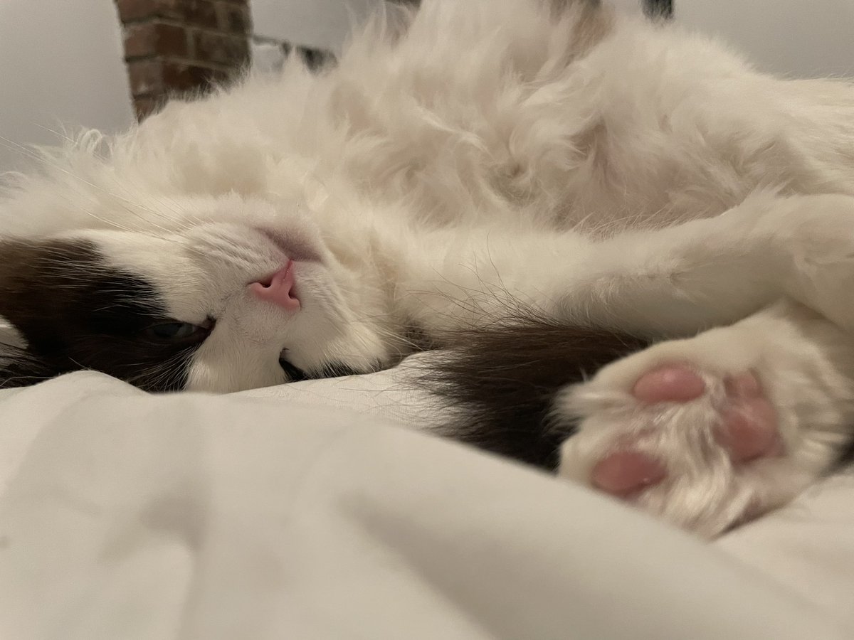 gatsbeans's tweet photo. Happy Wednesday. Here’s my toe beans for you 😚 #CatsofTwittter #CatsOfTwitter #cats #wednesdaythought #WeDoMoreWednesdays #sleeping #NewYork #LoveandLeashes #whiskerswednesday https://t.co/9YHrqH9WDR