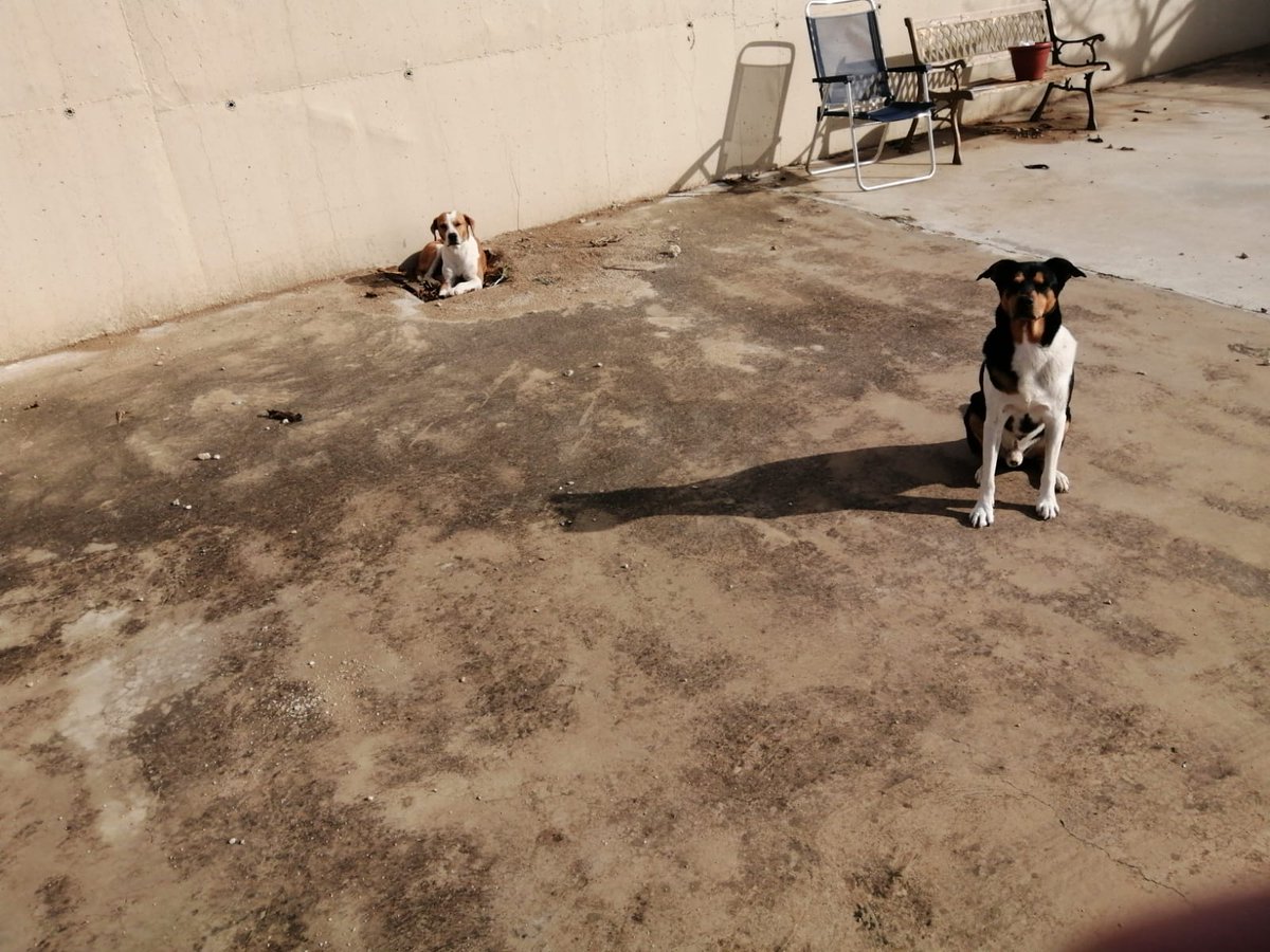 SoloPedro17's tweet photo. 🔴🔴🔴¡¡¡URGENTE!!!🔴🔴🔴
Se llaman Gogo y Reina. Desaparecieron el pasado Lunes en la urbanización Cerro Molina en Jaén.
Si alguien sabe algo que informe, por favor!!! 
Tlf: 609370805
@JaenSquare @CondondeJaen @huelladejaen @abydajaen @HoraJaen https://t.co/hQmszXSKzH