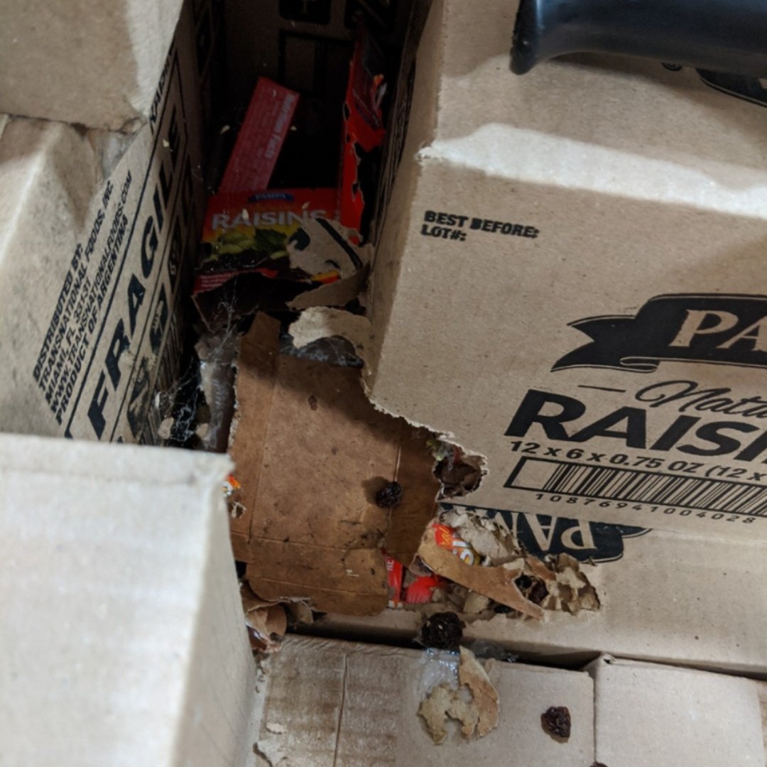 Are you seeing signs of mice? These sneaky little animals can find their way into your home or business through the smallest of holes. 

Call on the pro's at Clegg's if you think you may have a rodent problem - 888.MRCLEGG | cleggs.com