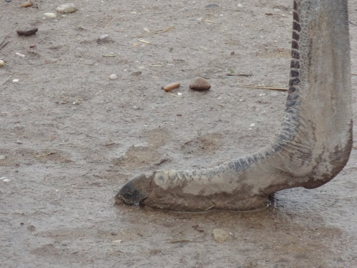 MarkusBhler10's tweet photo. I just can´t emphasize enough how bloody bizarre #ostrich feet are. I just found this pics I took some years ago during a visit of an ostrich farm. The amount of modification from the original bird foot is just staggering, nearly alien. https://t.co/etXuoF4kE3 https://t.co/AQEyg9QTfU