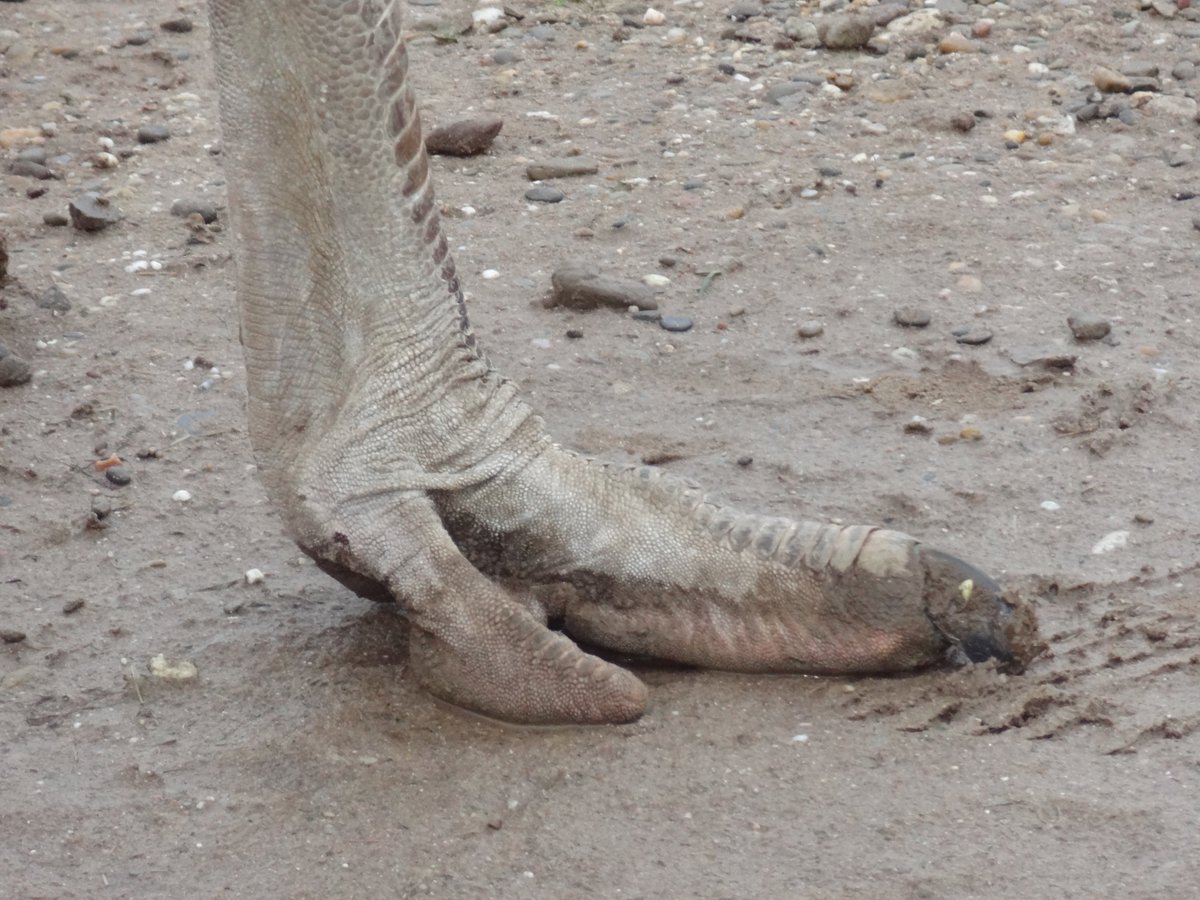 MarkusBhler10's tweet photo. I just can´t emphasize enough how bloody bizarre #ostrich feet are. I just found this pics I took some years ago during a visit of an ostrich farm. The amount of modification from the original bird foot is just staggering, nearly alien. https://t.co/etXuoF4kE3 https://t.co/AQEyg9QTfU