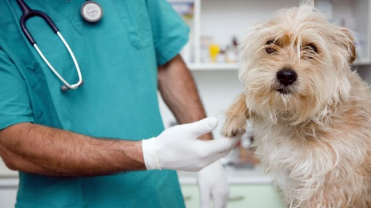 Planoinforma's tweet photo. ¡Noticias que dan gusto! 👏 SLP contará con el primer Complejo Animal gratuito. Habrá una clínica veterinaria y un refugio para animalitos sin hogar. Aquí te lo contamos todo: https://t.co/P5JF2lQ6mS 
#SLP https://t.co/DITxPcobAT