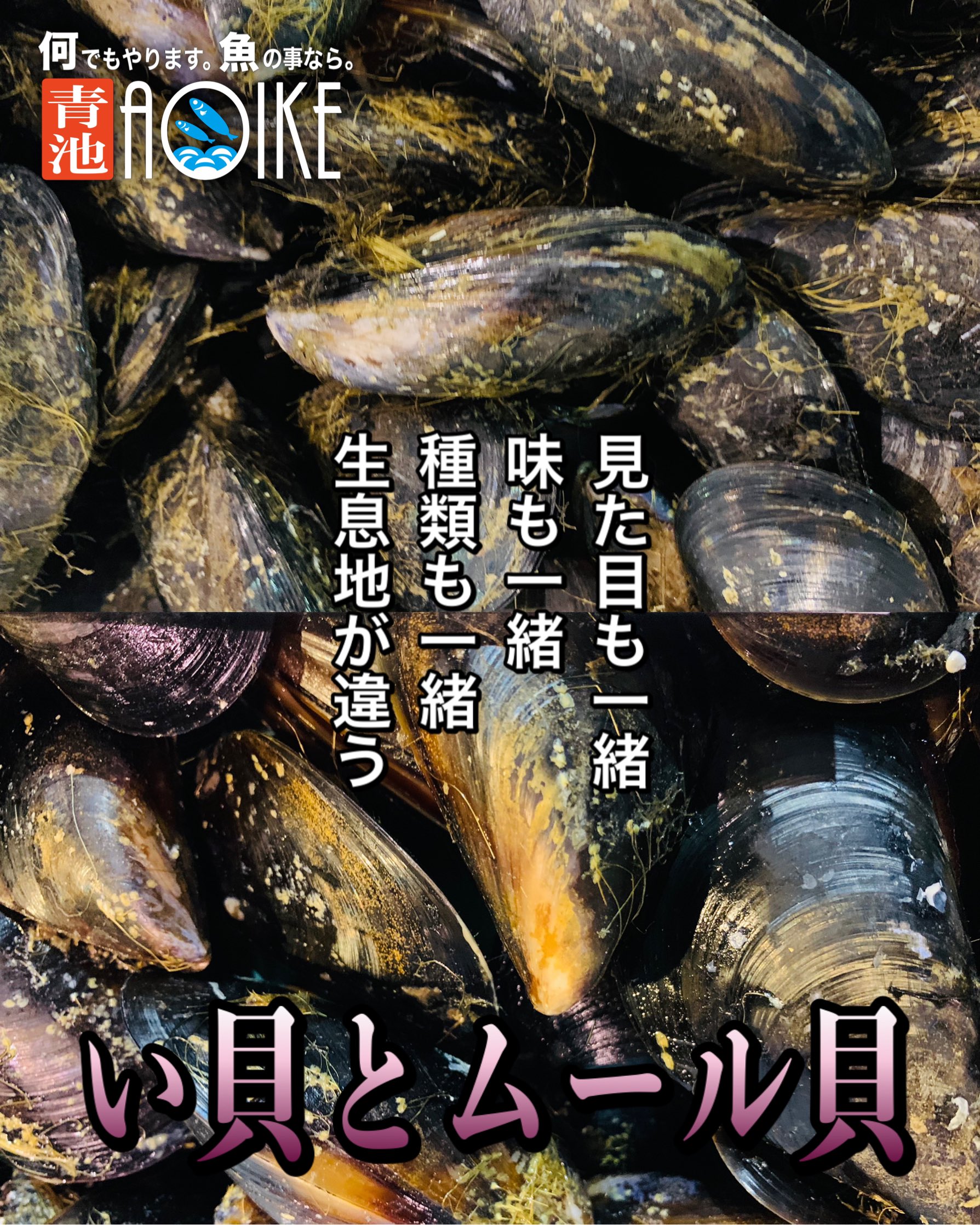 ムラサキイガイ Twitter Search Twitter