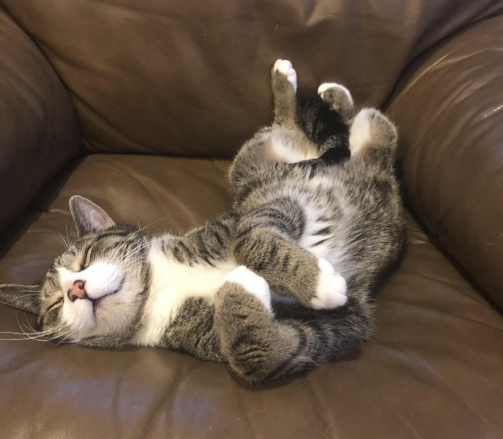TreasuryMog's tweet image. Lie on your back and twist your top half round to one side. Raise all 4 paws slightly into the air #GladdersYoga